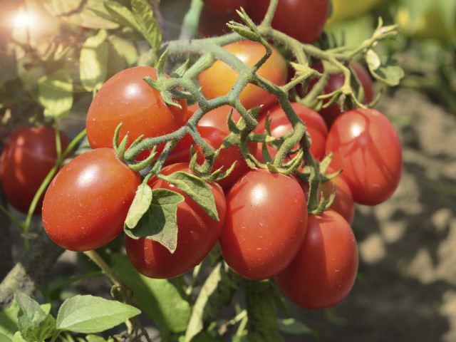 4.pruimtomaten new