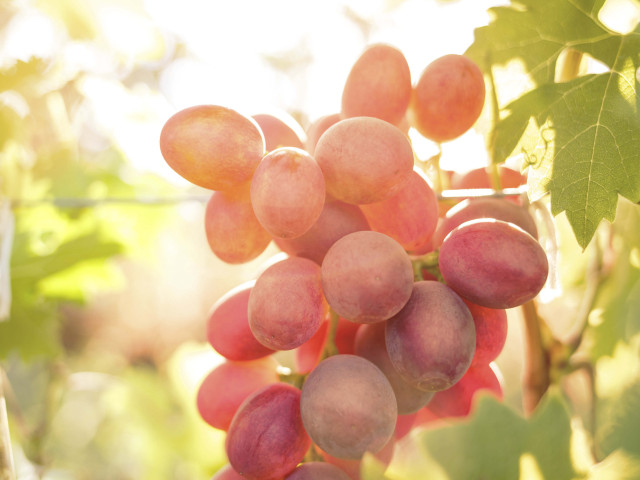 Banner 1600x1200px FRUIT2