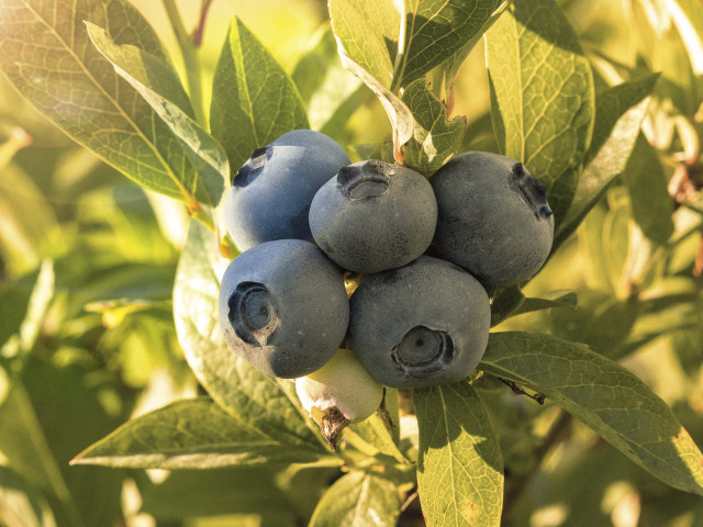 Banner 1600x1200px FRUIT4