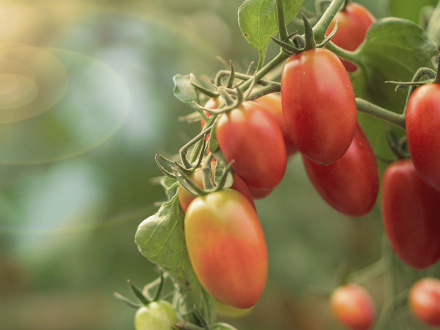 Banner 1600x1200px new tomaten specialties 1