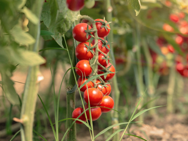 Banner 1600x1200px new tomaten specialties 2