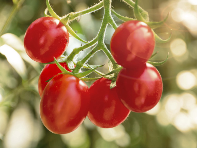 Banner 1600x1200px new tomaten specialties 3