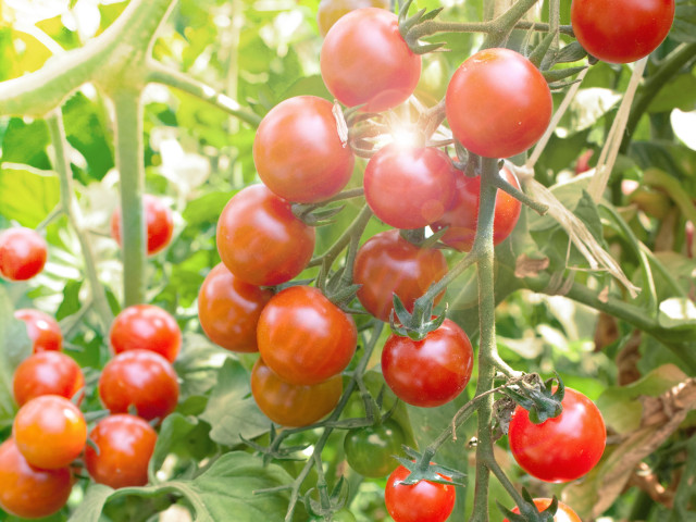 Banner 1600x1200px tomaten specialties